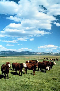 cattle.jpg