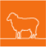 sheep.gif